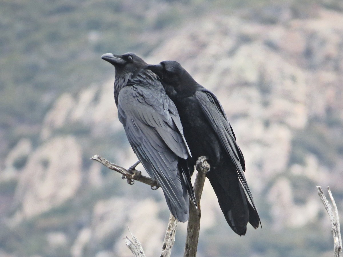 Common Raven - ML613111843