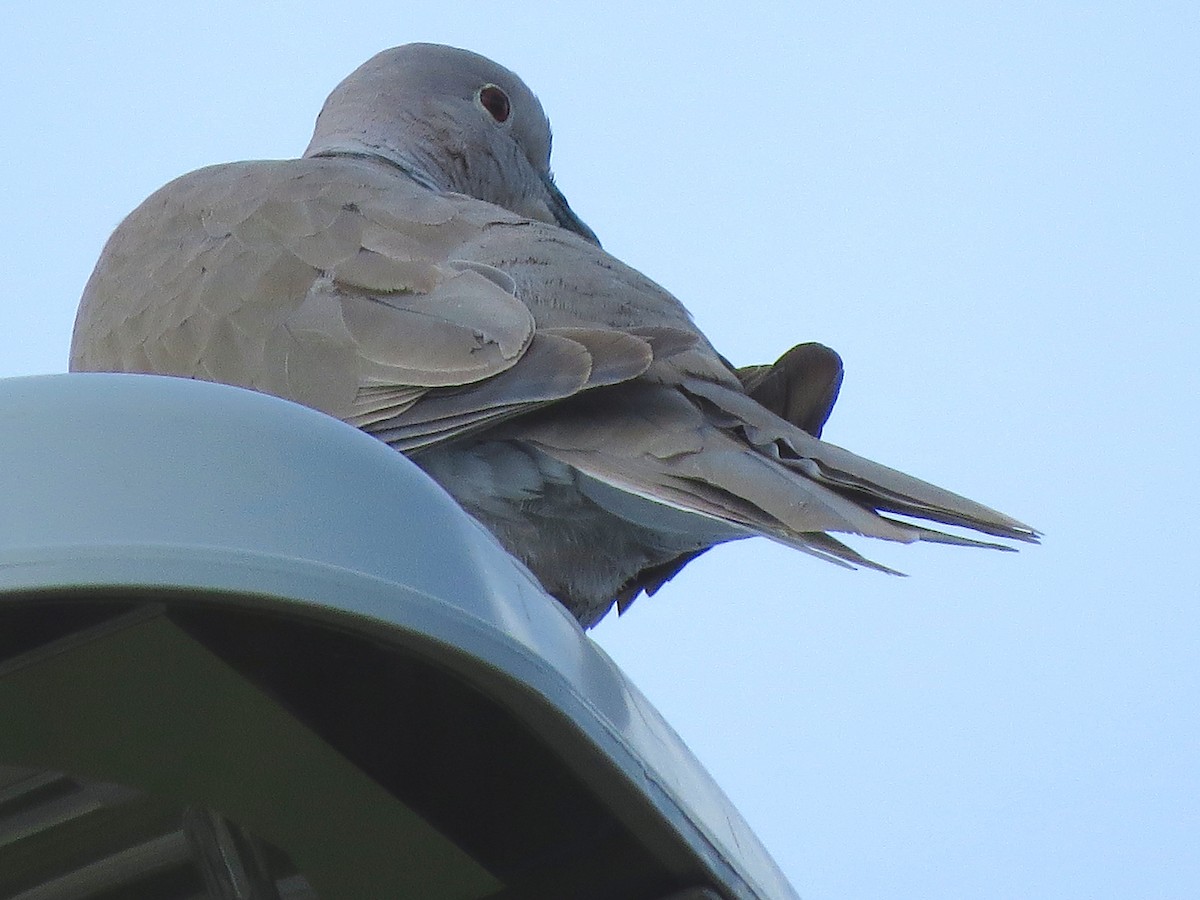 African Collared-Dove - ML61311211