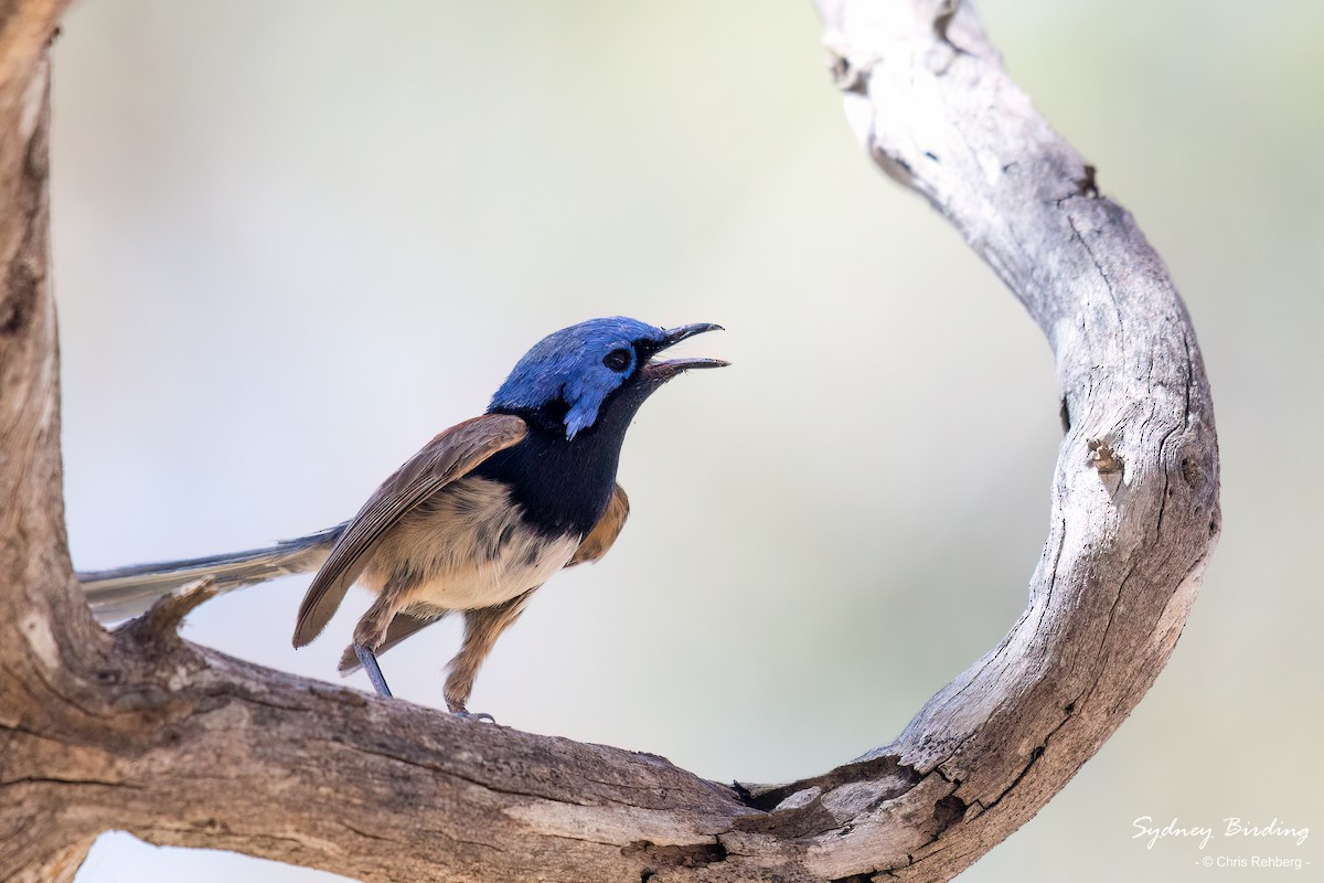 Blue-breasted Fairywren - Chris Rehberg  | Sydney Birding