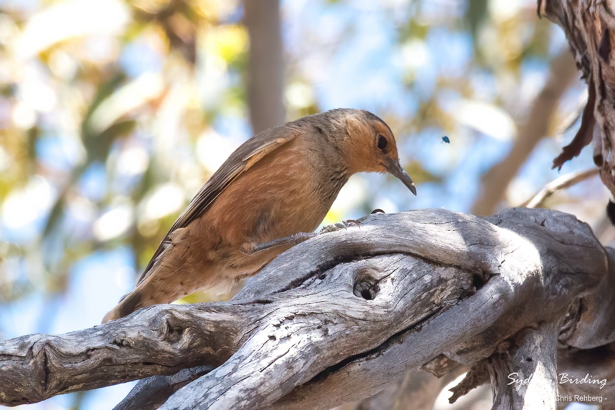 Rufous Treecreeper - Chris Rehberg  | Sydney Birding