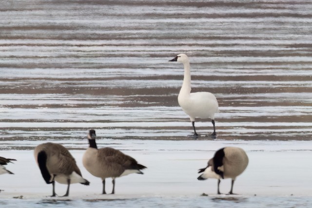 Tundra Swan