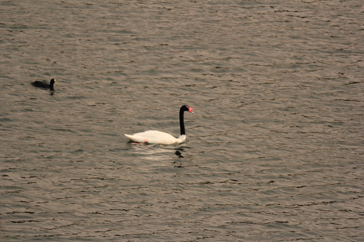 Black-necked Swan - ML613112459