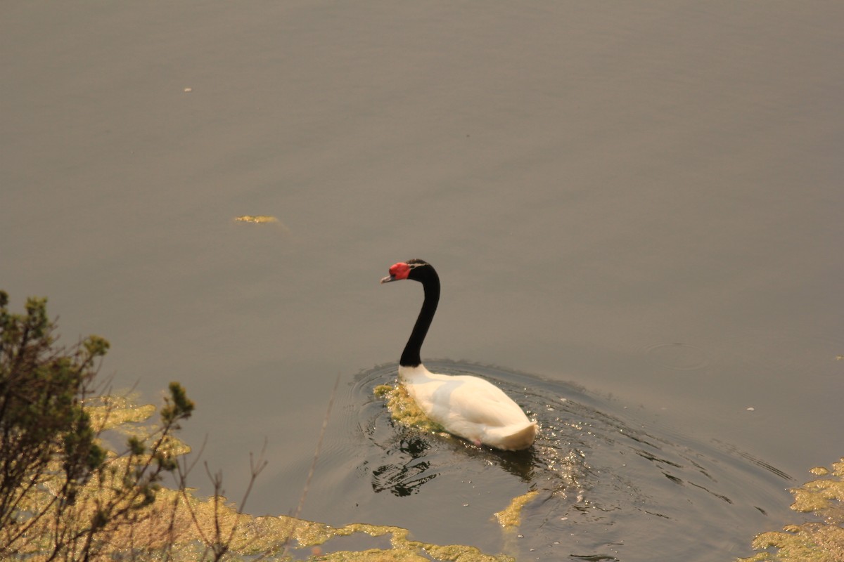 Black-necked Swan - ML613112460
