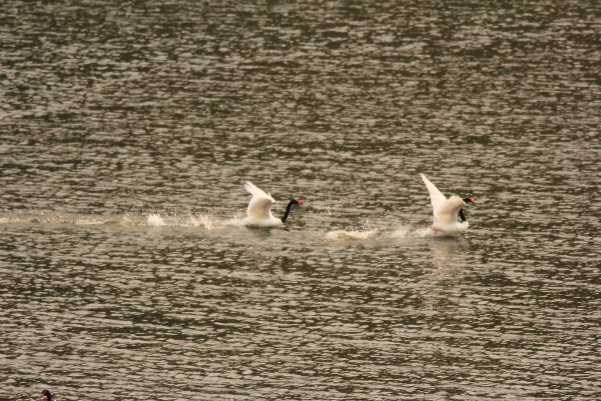 Black-necked Swan - ML613112461
