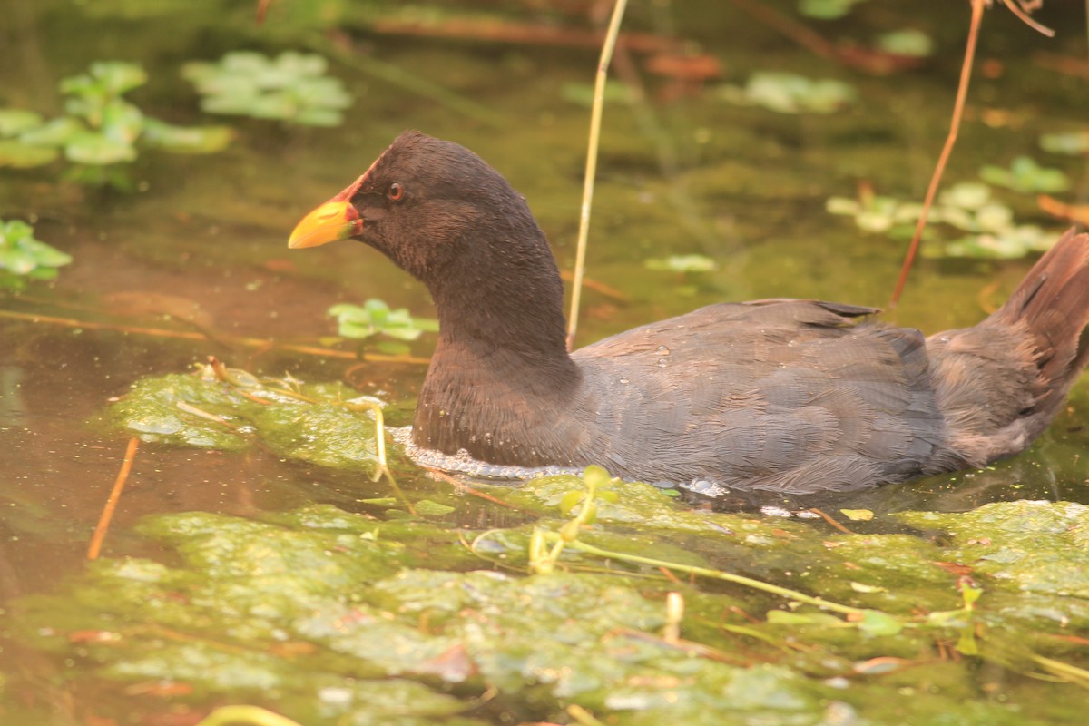 Red-gartered Coot - ML613112479
