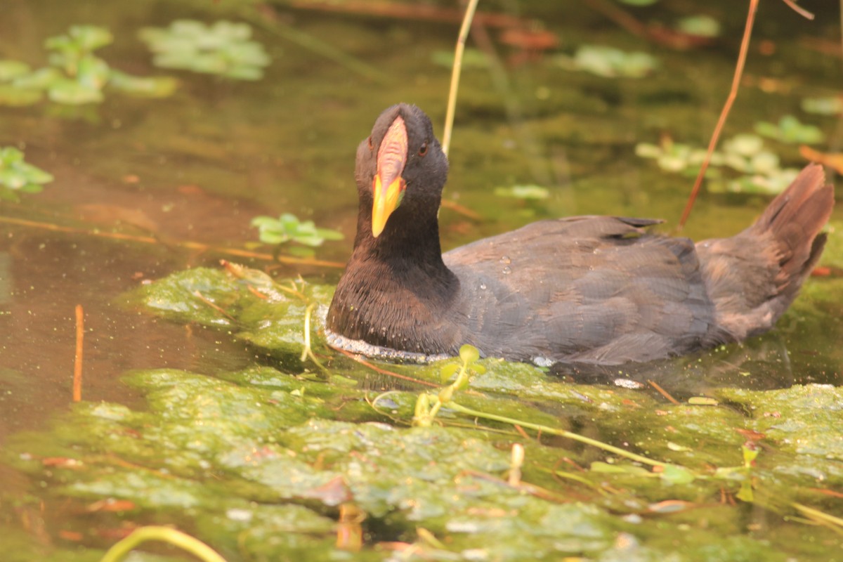 Red-gartered Coot - ML613112480