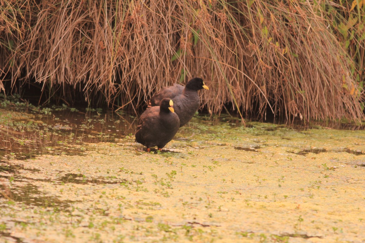 White-winged Coot - ML613112483