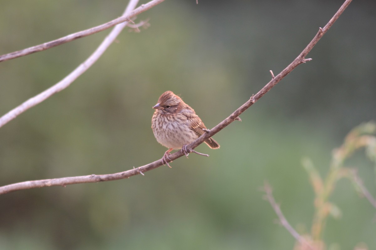 Rufous-collared Sparrow - ML613112497