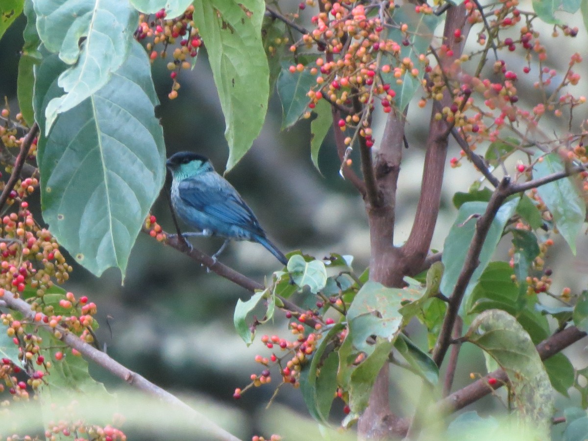 Black-capped Tanager - ML613112749