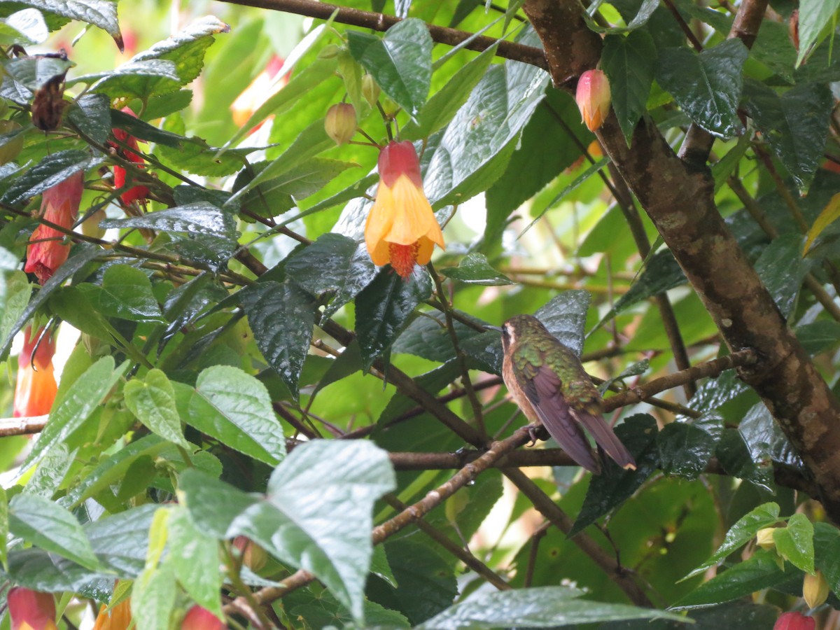 Speckled Hummingbird - ML613112895