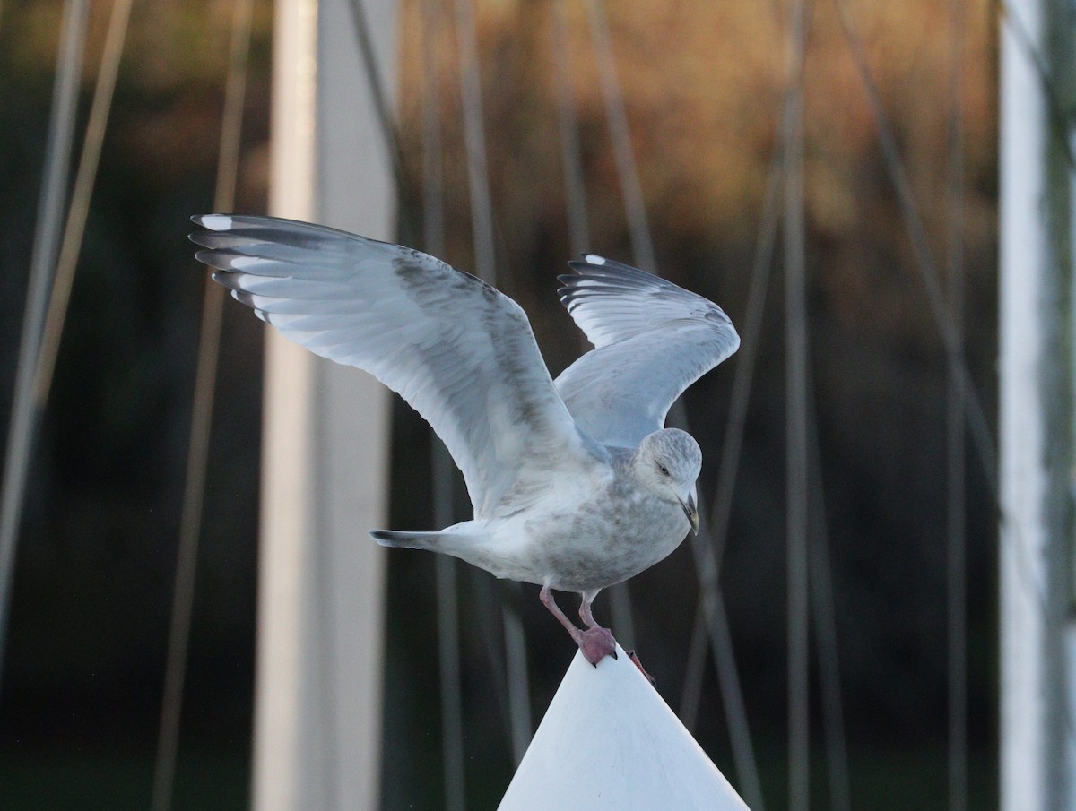 Herring x Glaucous-winged Gull (hybrid) - Sigal Blay