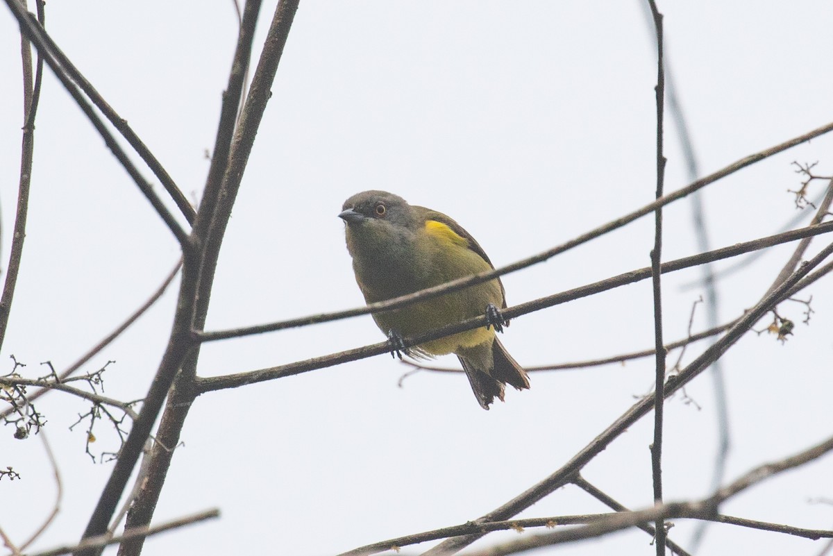 Black-faced Dacnis (Yellow-tufted) - ML613113216