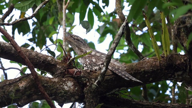 Papuan Frogmouth - ML613113727