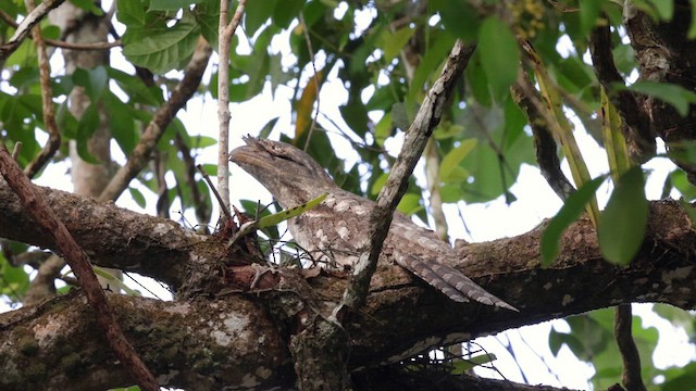 Papuan Frogmouth - ML613113728