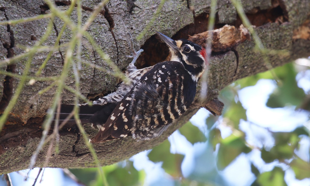 Nuttall's Woodpecker - ML61311411