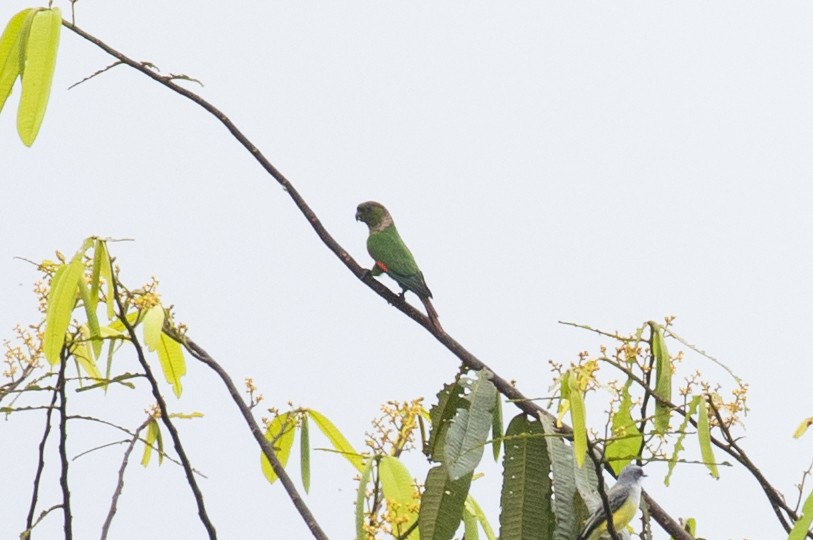 Maroon-tailed Parakeet (Choco) - ML613114127