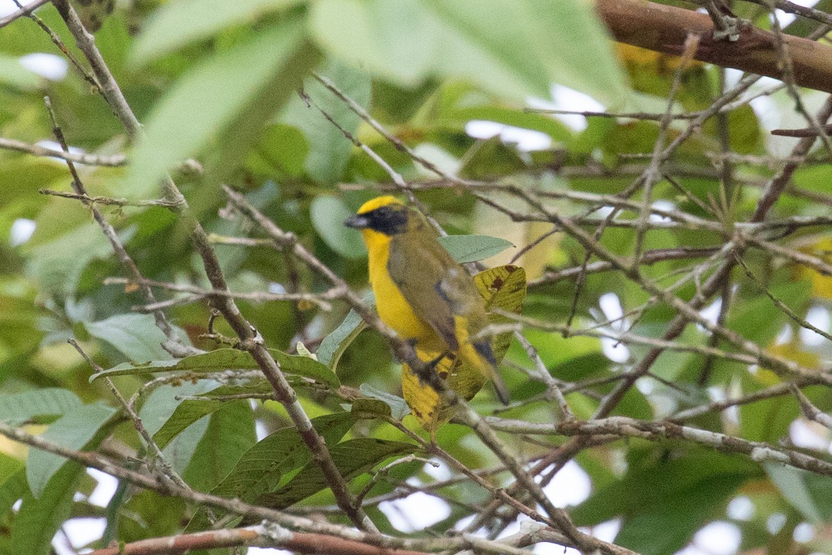Thick-billed Euphonia (Thick-billed) - ML613114298