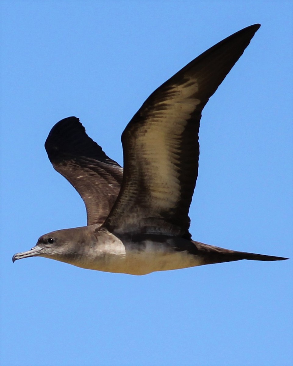 Wedge-tailed Shearwater - Todd Green