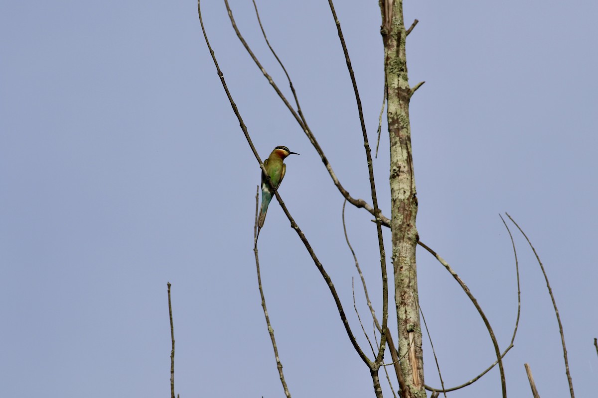 Blue-tailed Bee-eater - ML613114665