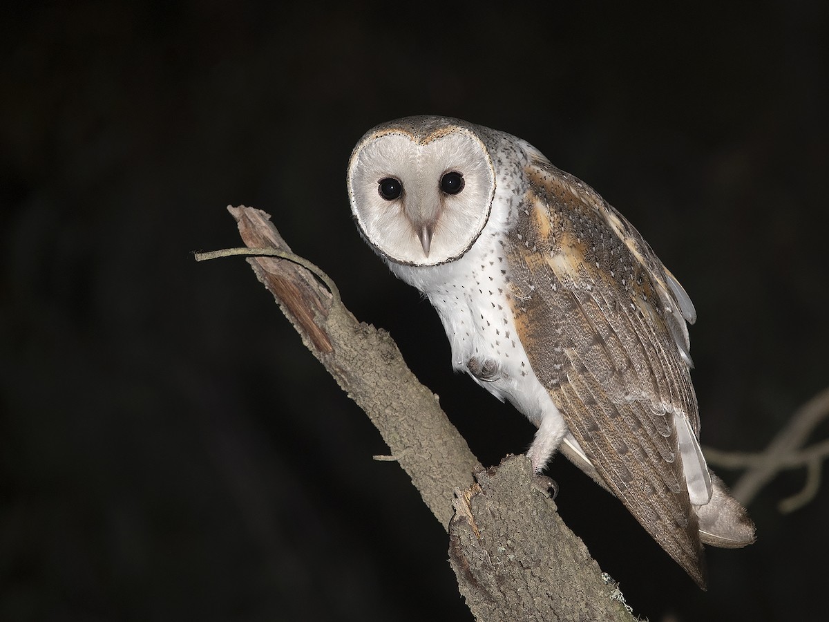 Barn Owl (Eastern) - ML613114907