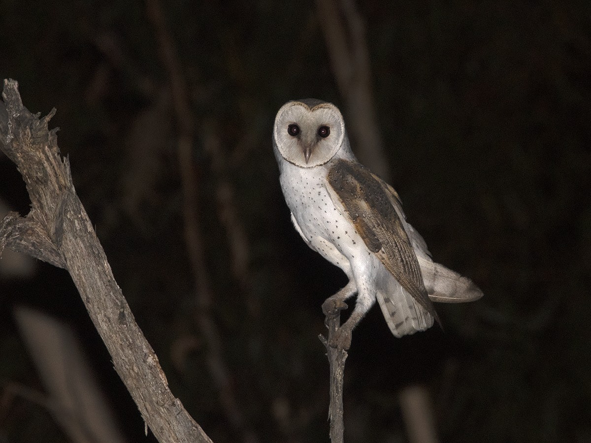 Barn Owl (Eastern) - ML613114908