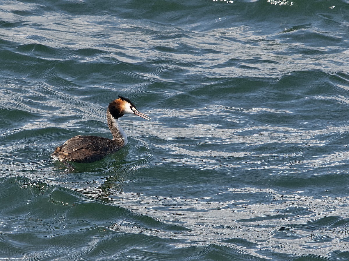 Great Crested Grebe - ML613114959