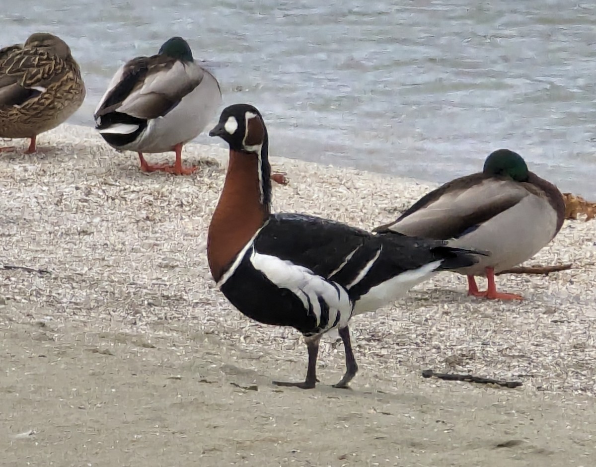 Red-breasted Goose - ML613115187