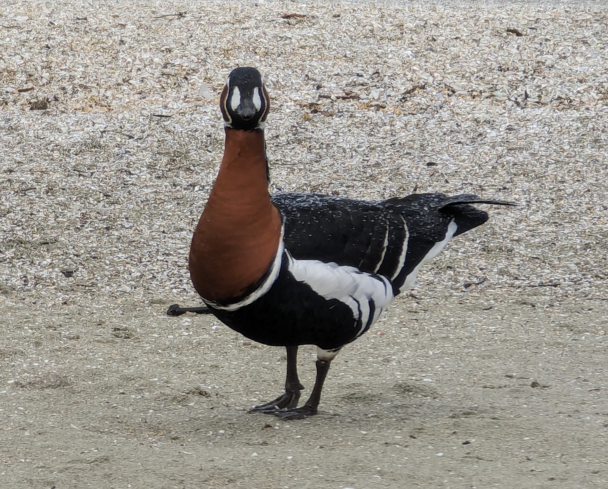 Red-breasted Goose - ML613115188