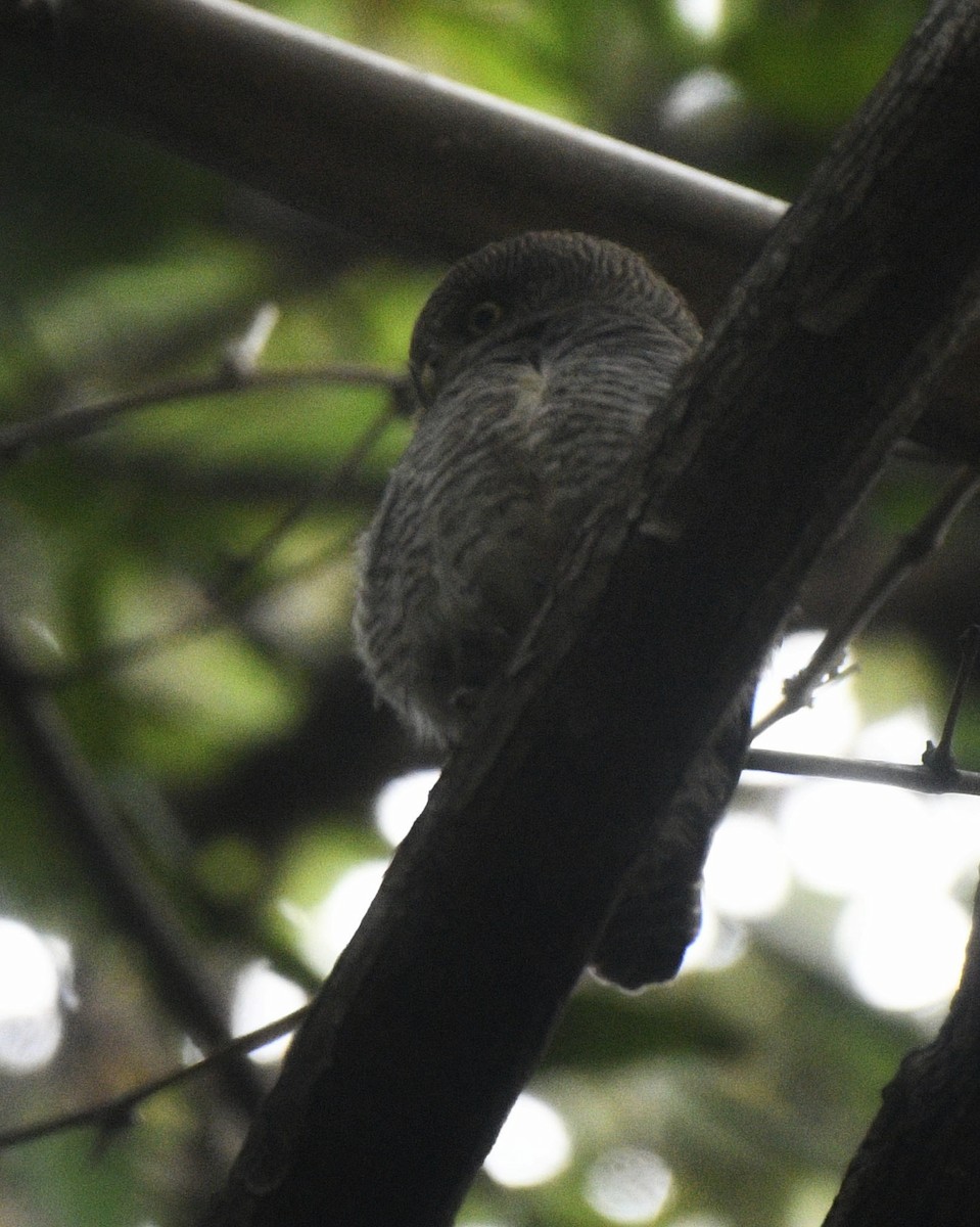 Jungle Owlet - ML613115288