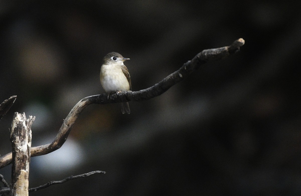 Brown-breasted Flycatcher - ML613115295