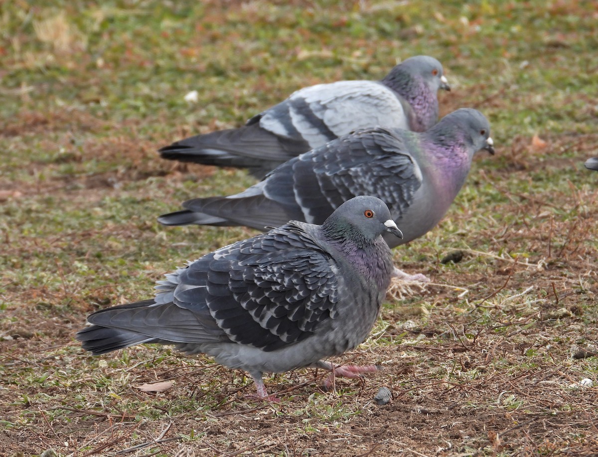 Rock Pigeon (Feral Pigeon) - ML613115432