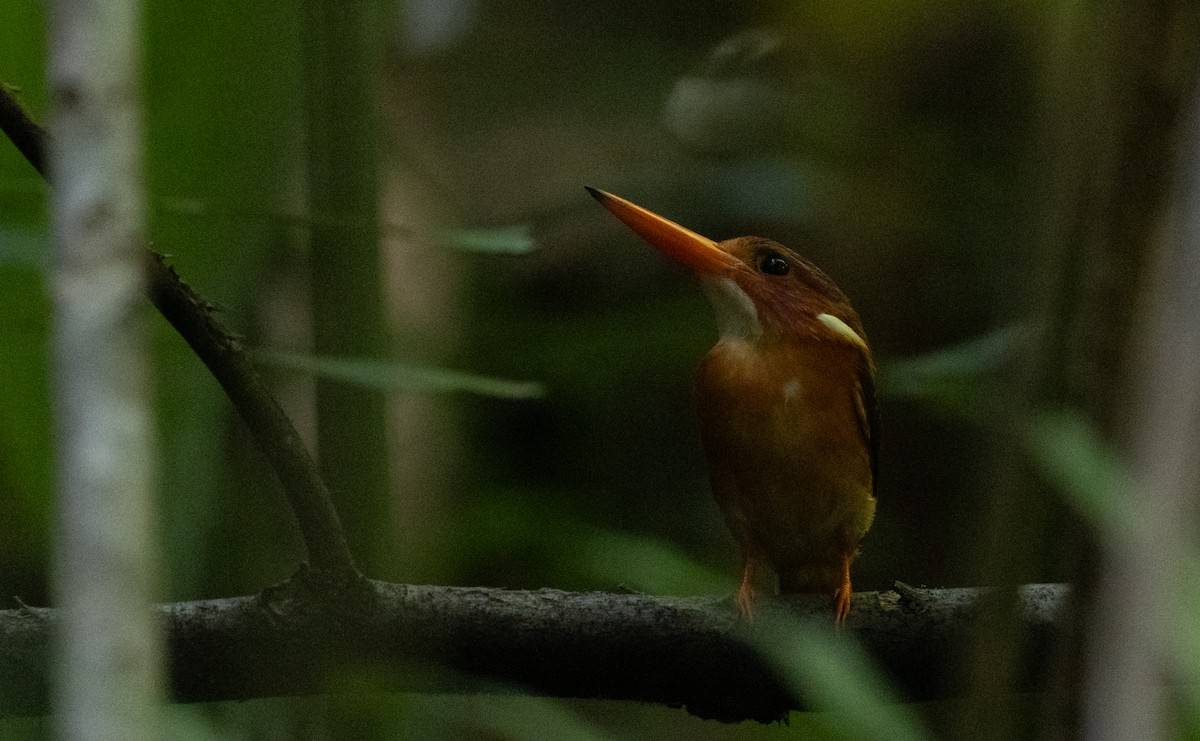 Sulawesi Dwarf-Kingfisher - ML613115570