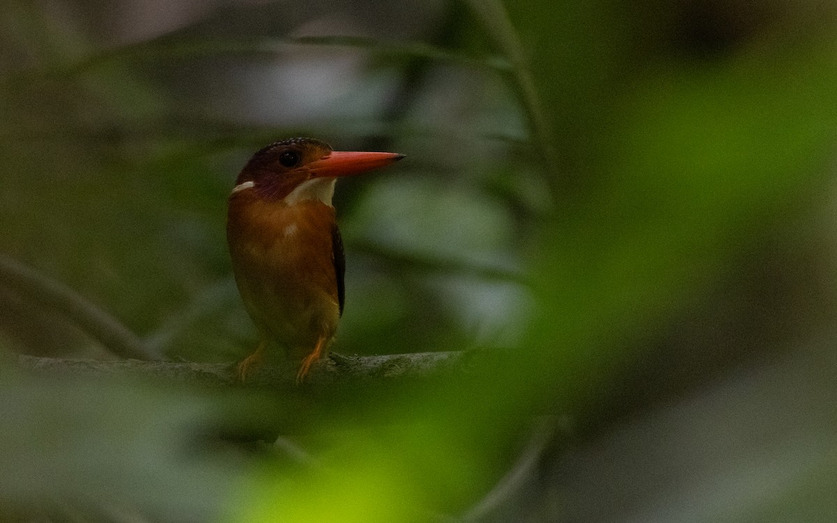 Sulawesi Dwarf-Kingfisher - ML613115571
