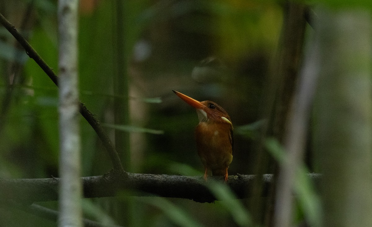 Sulawesi Dwarf-Kingfisher - ML613115572