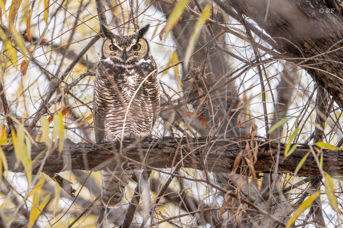 Great Horned Owl - ML613115611