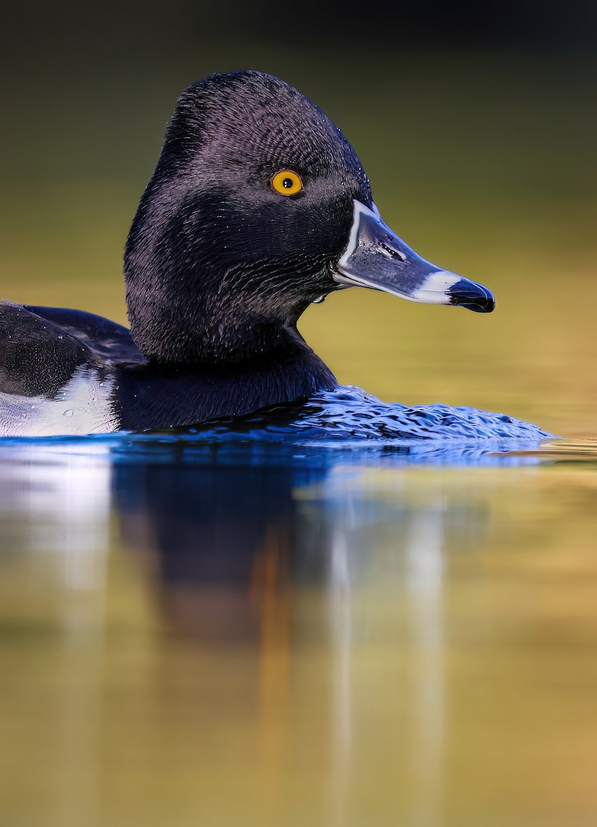 Ring-necked Duck - ML613115855