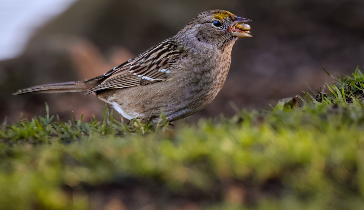Golden-crowned Sparrow - ML613115864