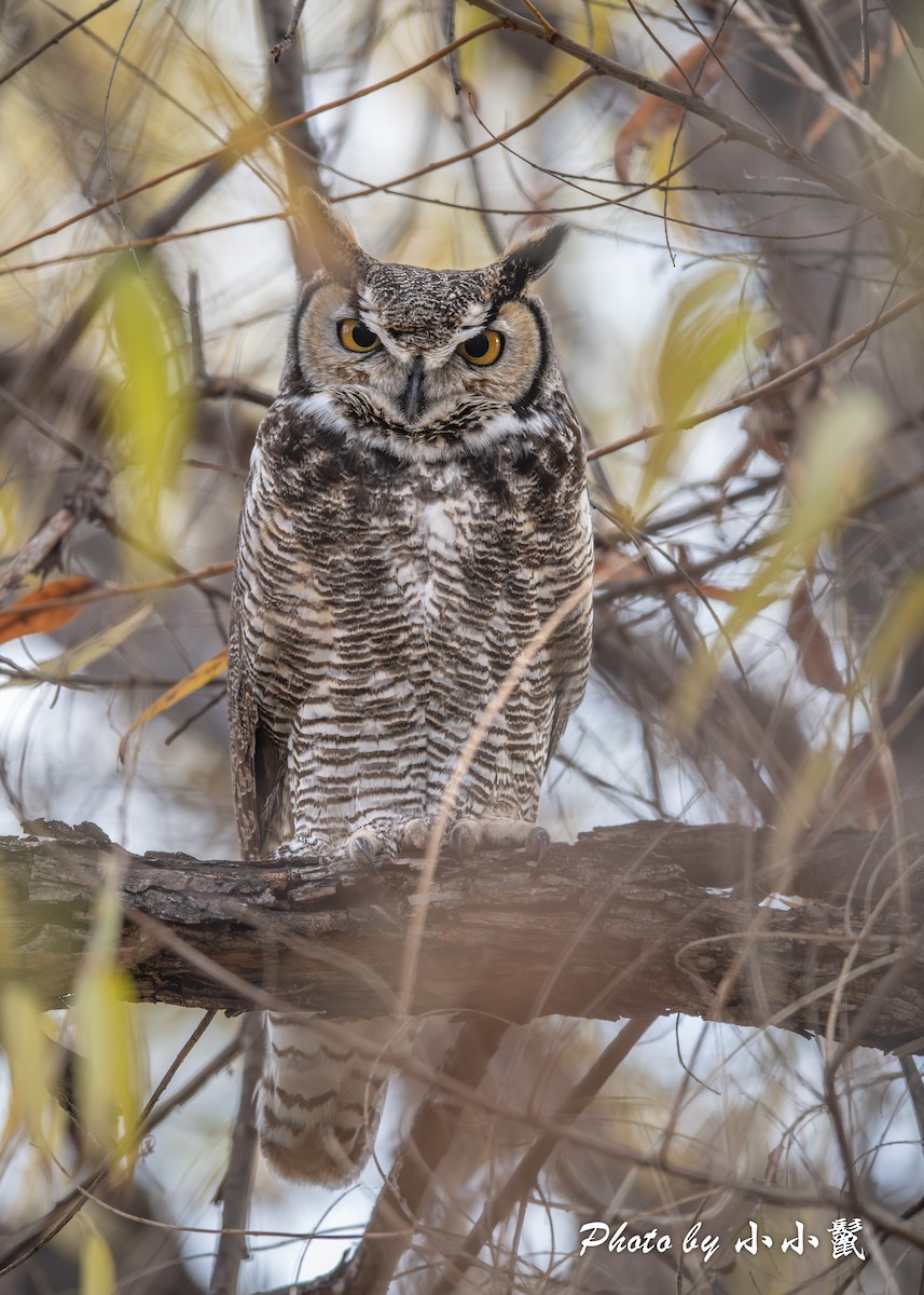 Great Horned Owl - ML613116050