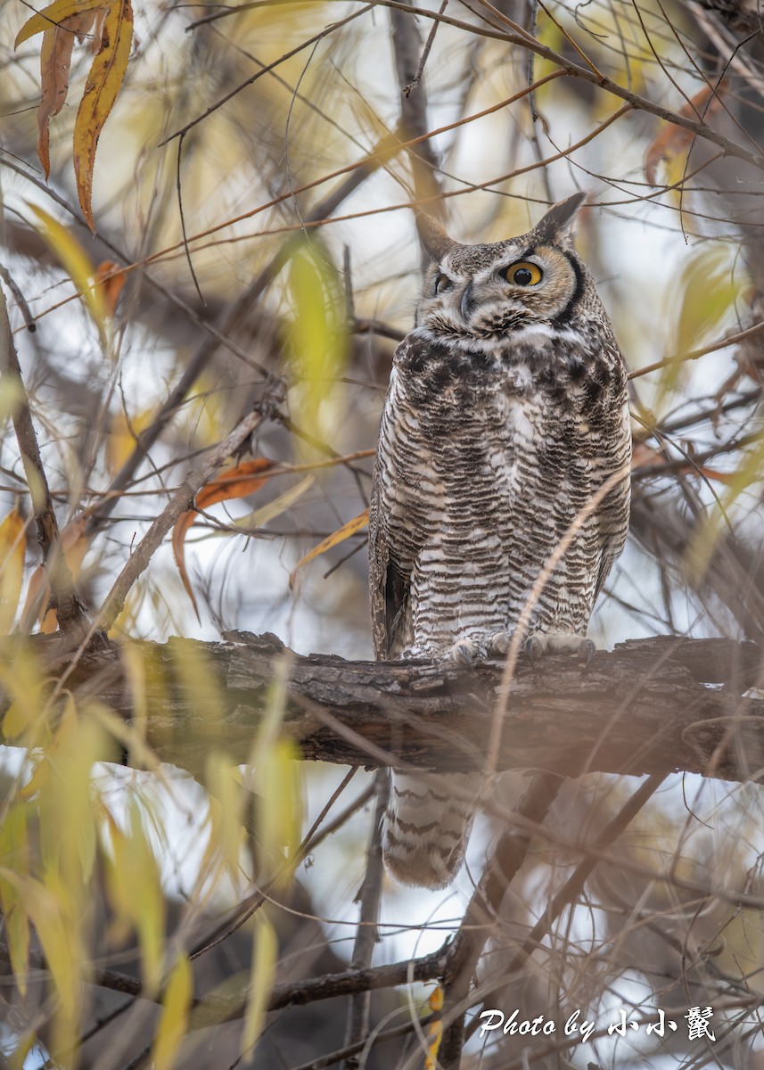 Great Horned Owl - ML613116051