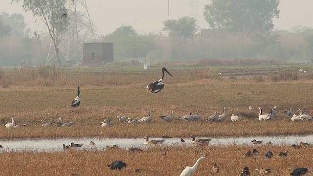 Black-necked Stork - ML613116265
