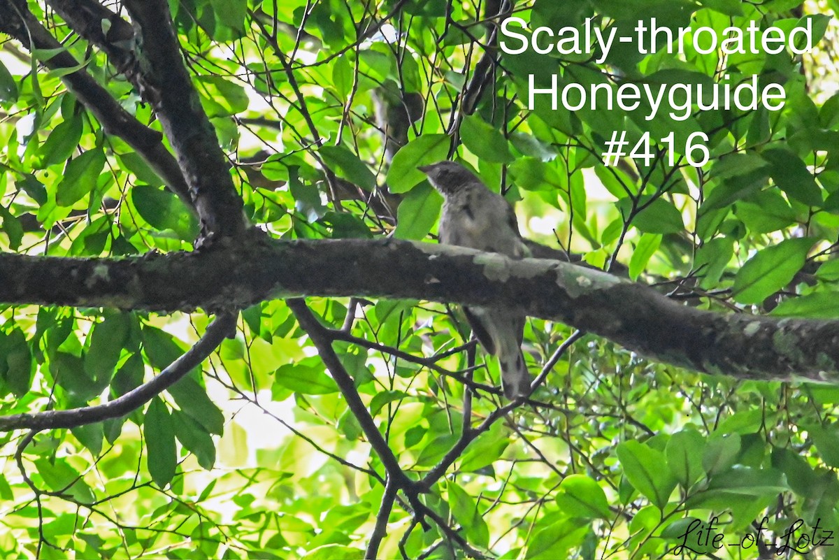 Scaly-throated Honeyguide - ML613116324