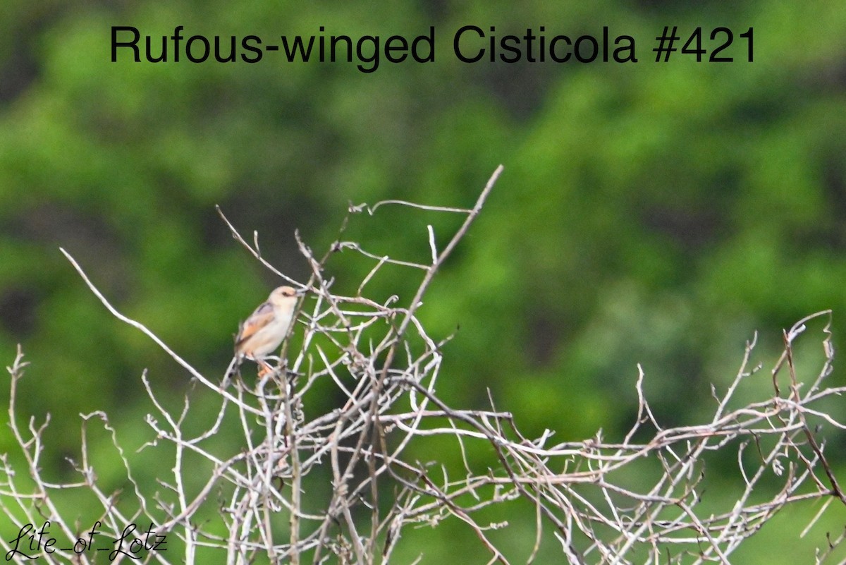 Rufous-winged Cisticola - ML613116353