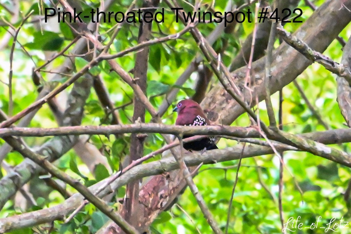 Pink-throated Twinspot - ML613116354