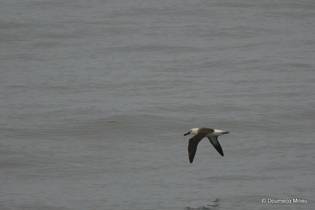 Atlantic Yellow-nosed Albatross - Ricardo  Doumecq Milieu