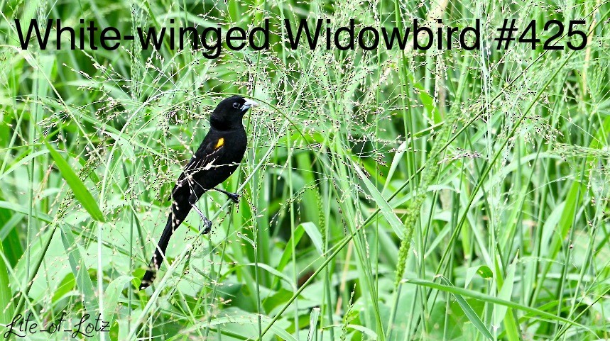 White-winged Widowbird - ML613116426