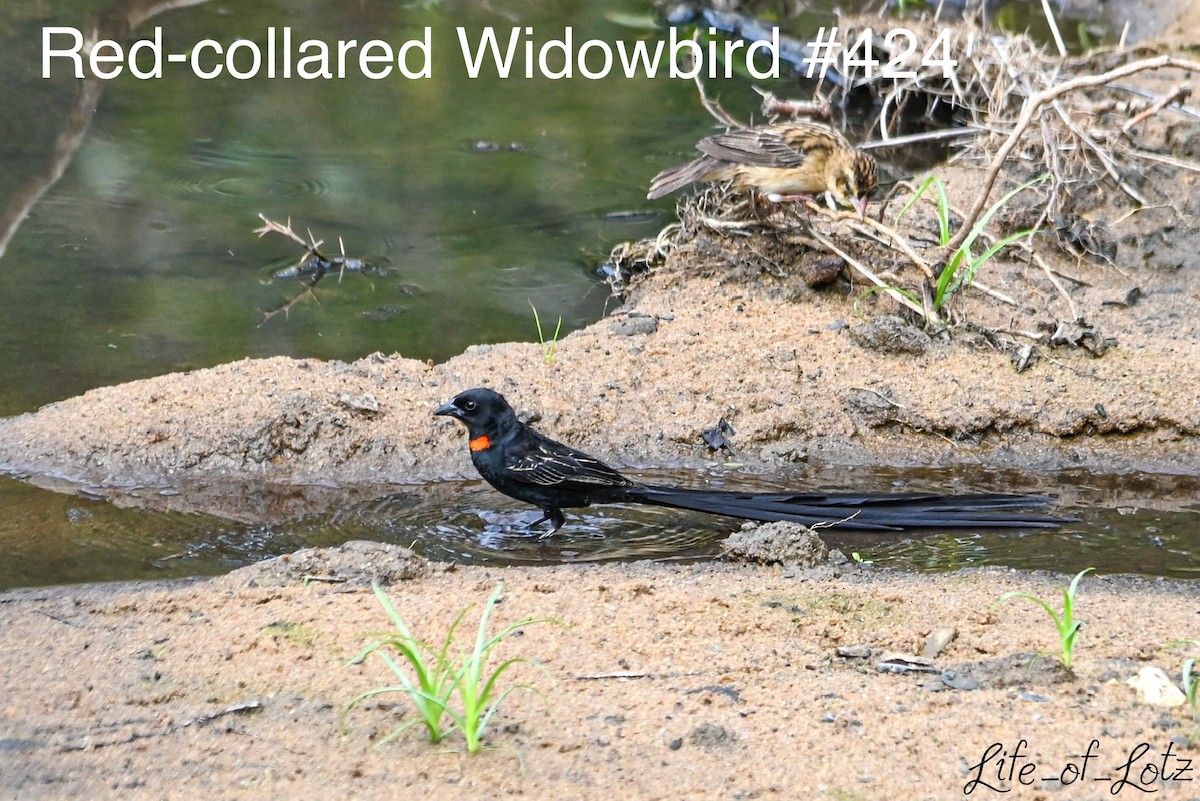 Red-collared Widowbird - ML613116427