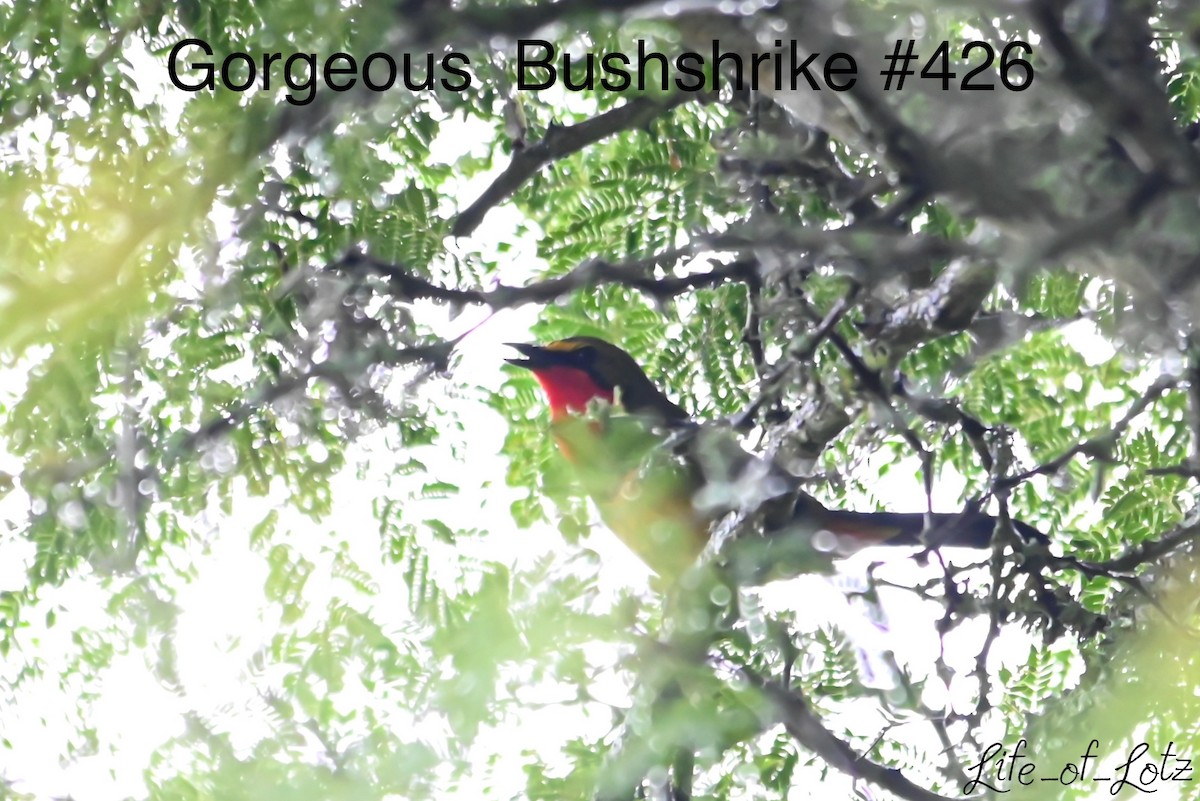 Four-colored Bushshrike - ML613116442
