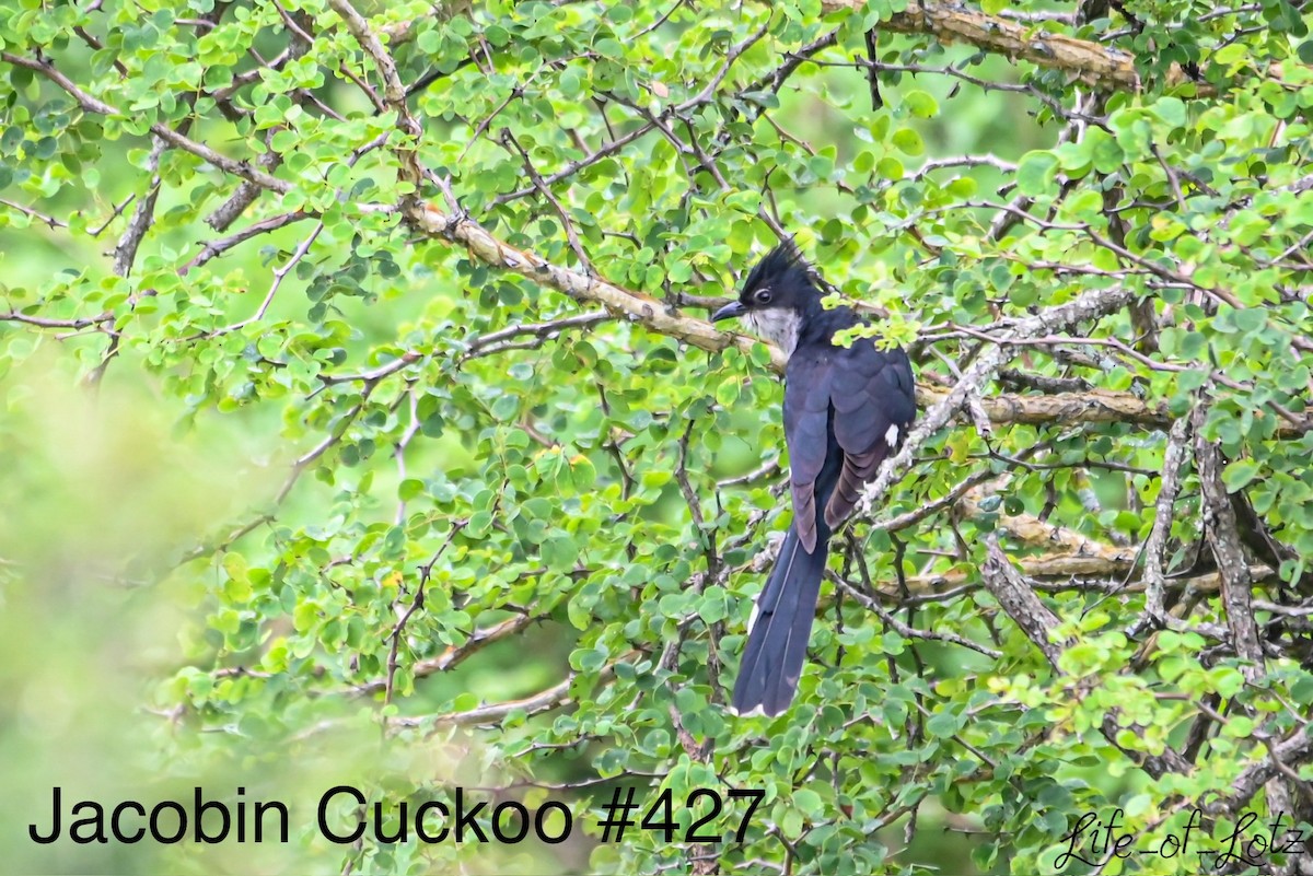 Pied Cuckoo - ML613116470