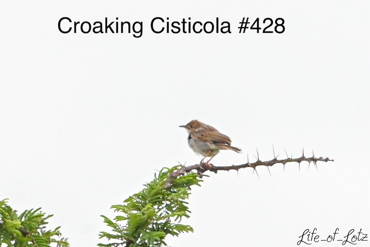 Croaking Cisticola - ML613116495