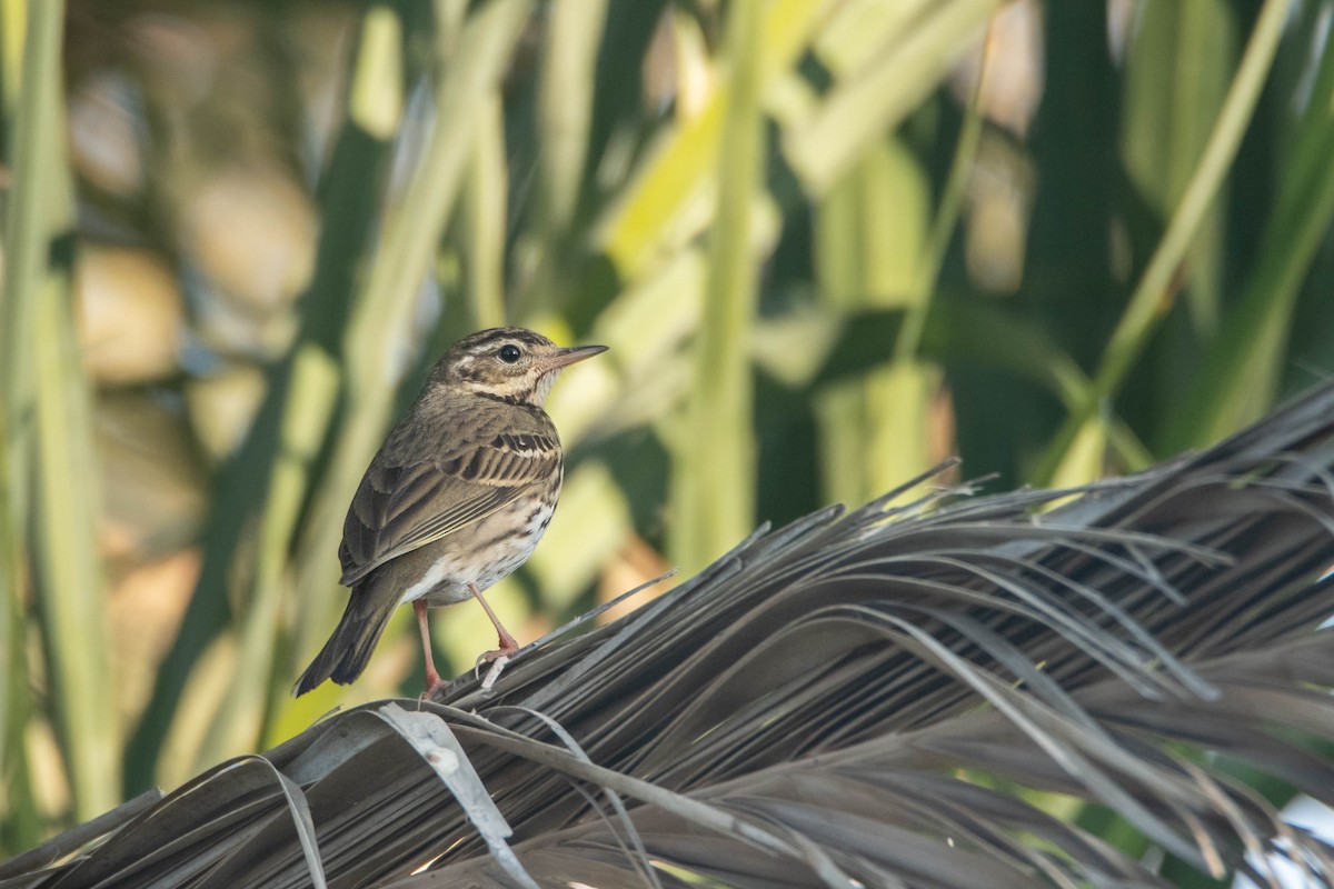 Olive-backed Pipit - ML613116496
